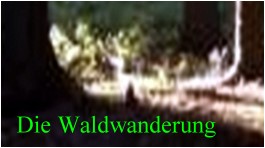 Link-Waldwanderung